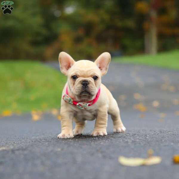 Allie, French Bulldog Puppy